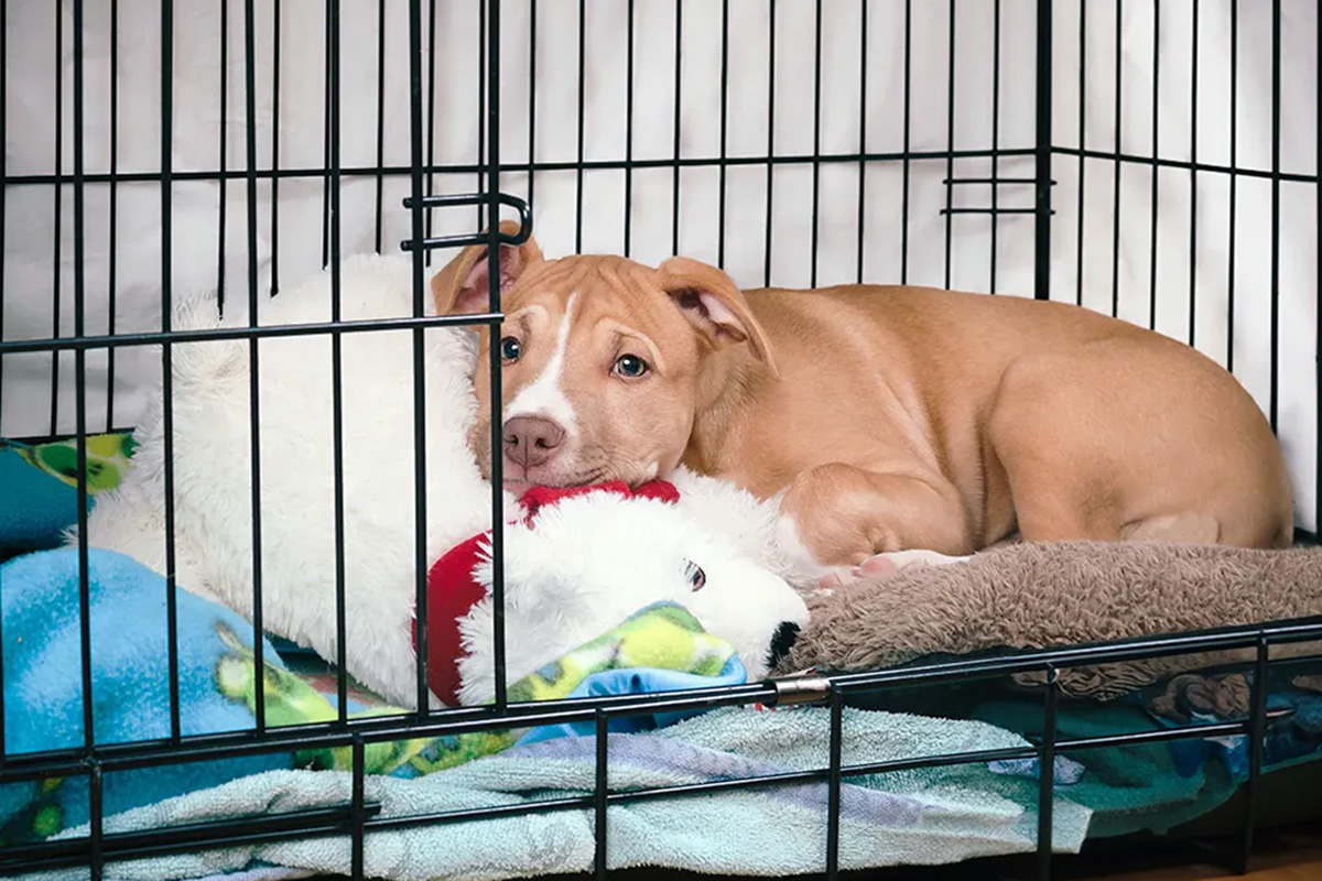 Dog inside a crate