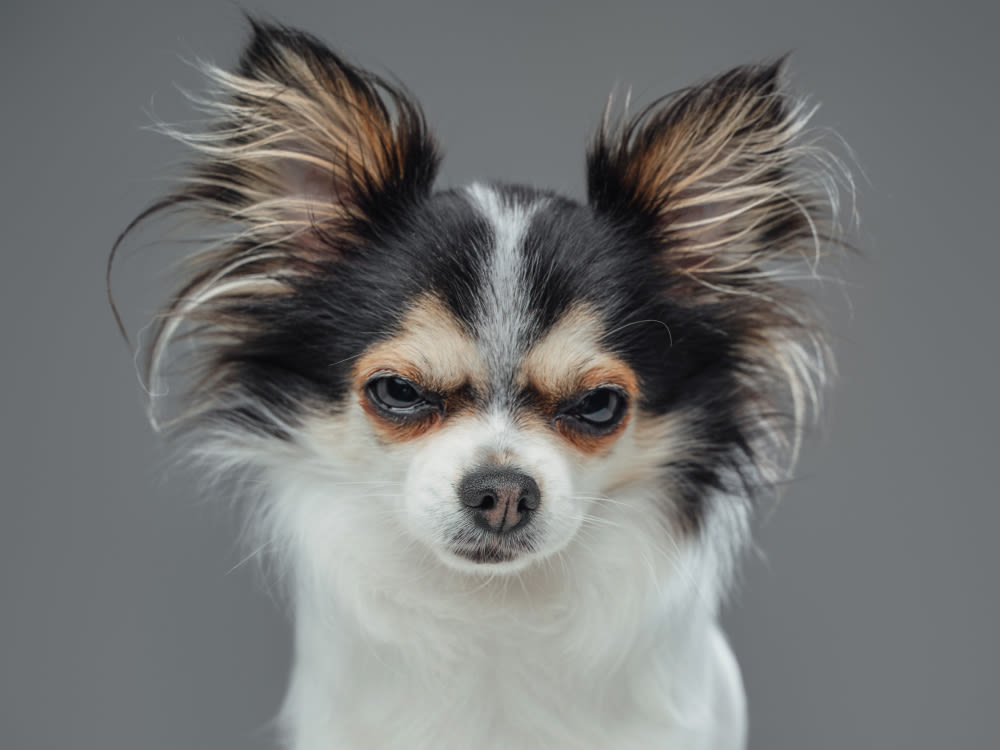 Angry pomeranian chihuahua pup on a dark gray background