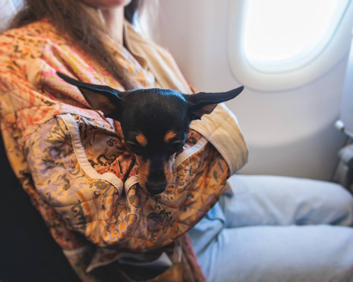 dog on an airplane