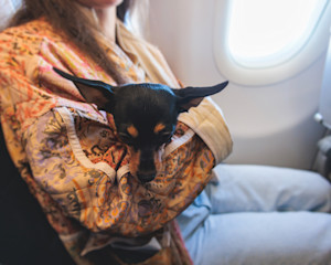 dog on an airplane
