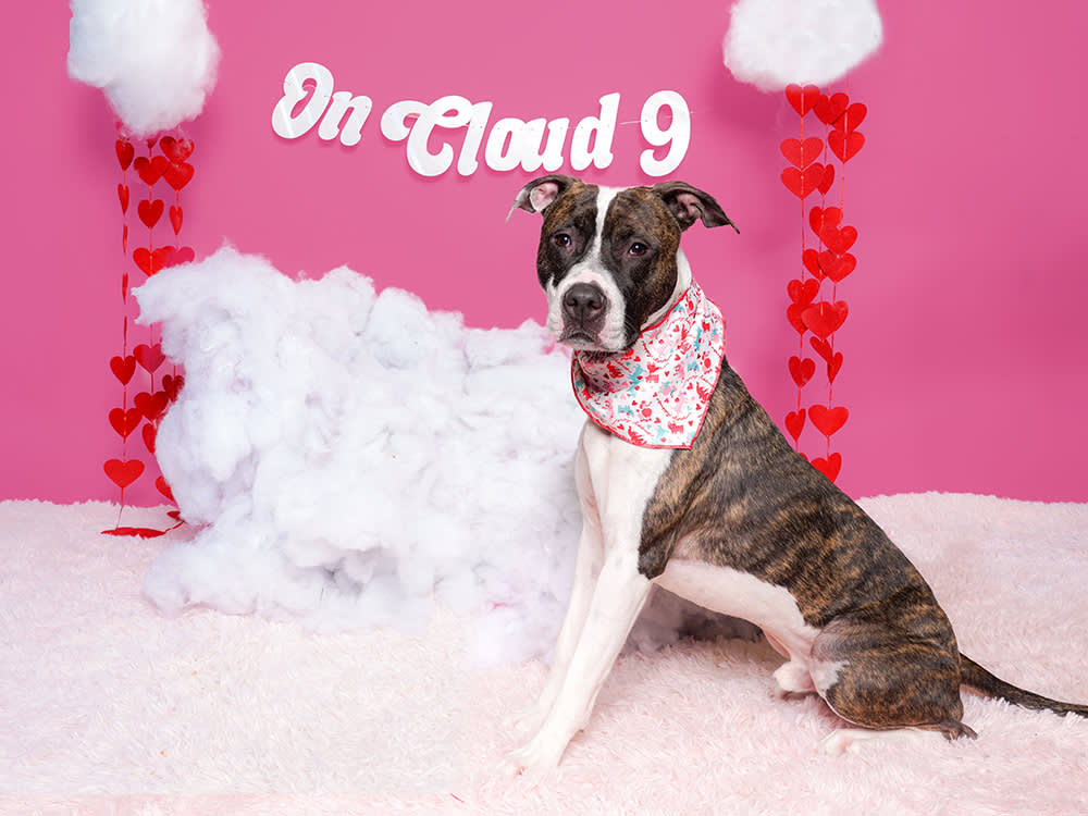 a brown and white dog in front of a pink backdrop