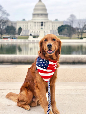 Golden Retriever dog outside in Washington D.C.