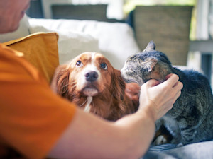Man petting his dog and cat pets at home.