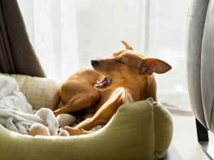 Dog laying down in dog bed and coughing