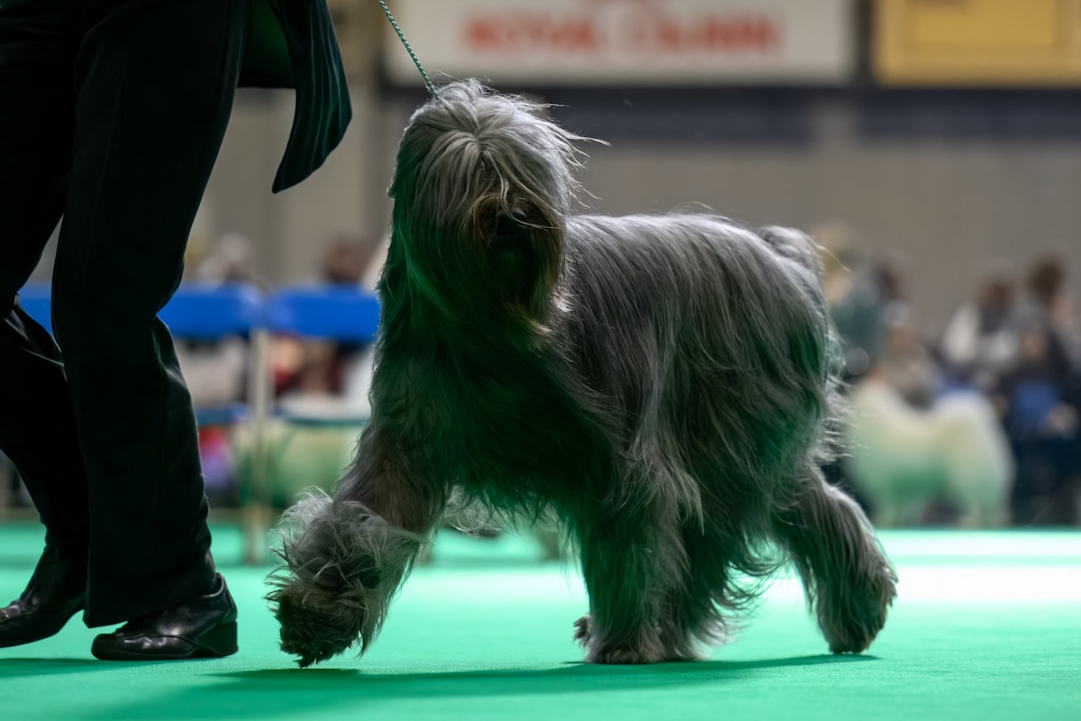 Briard dog competing