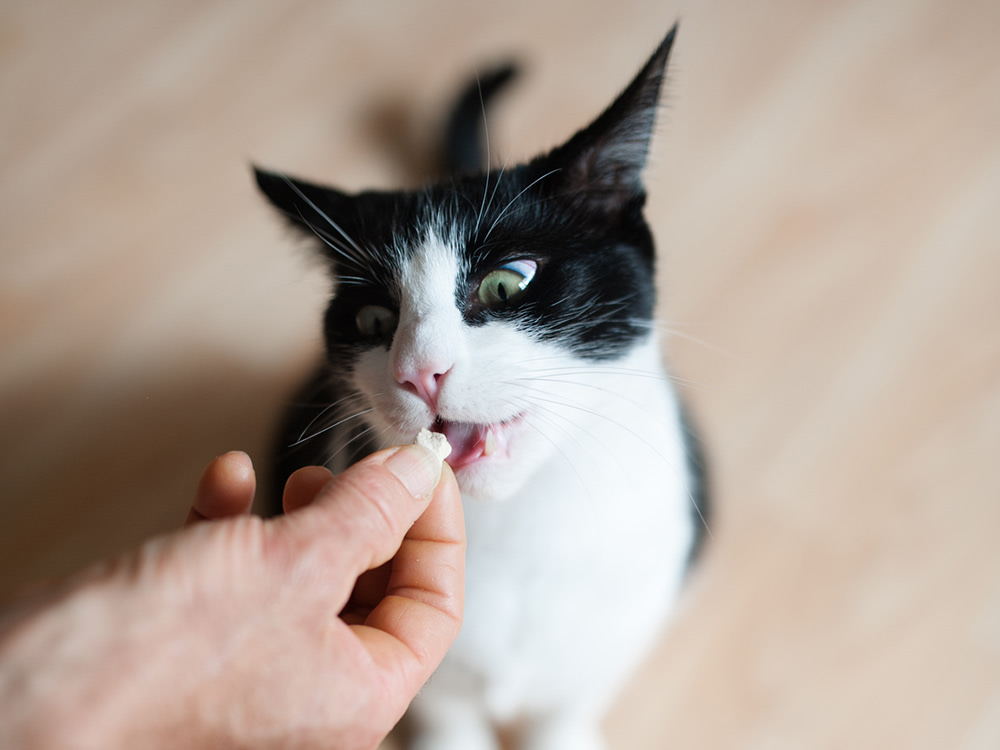 Black and white cat eating a cat treat from a man's hand