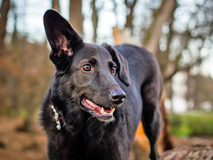 Cute black dog listening outside.