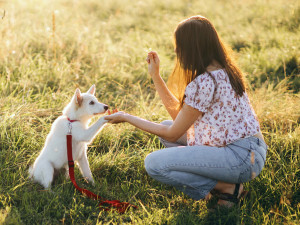Woman training cute white puppy to behave and new tricks in summer meadow.