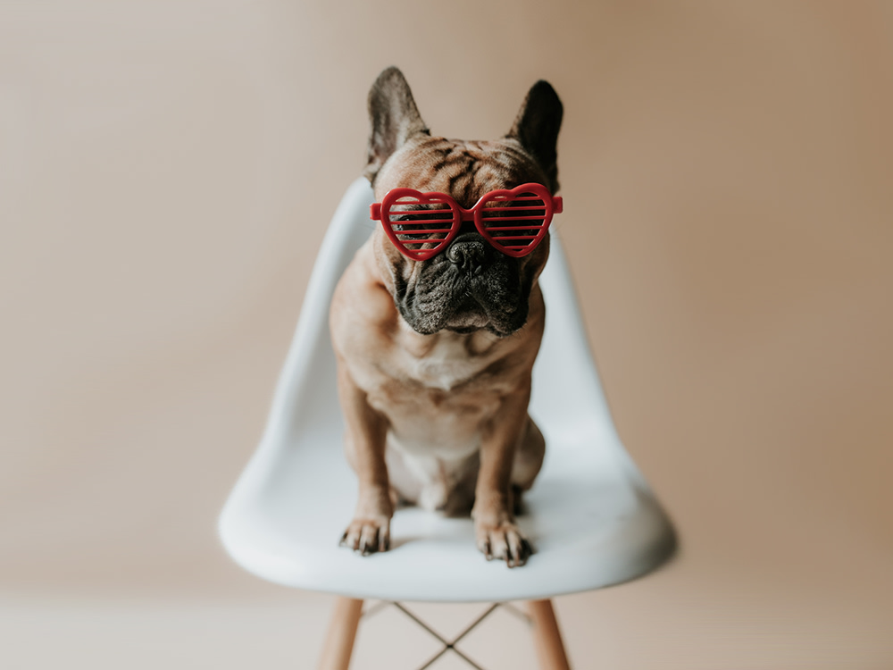 French Bulldog Puppy Dog Wearing Heart Sunglasses for Valentine's Day 