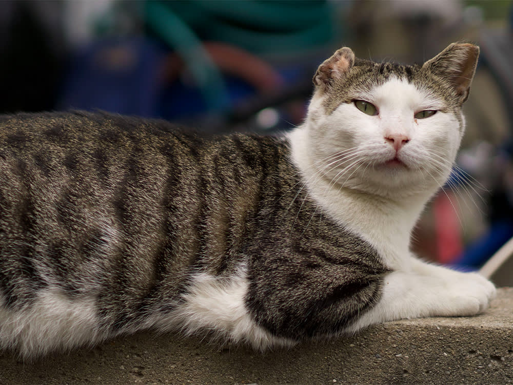 brown and white cat