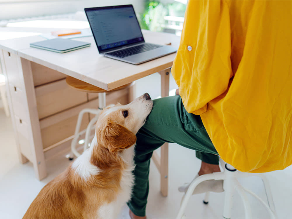 Photo of a young woman working on her laptop from her home, while her dog is waiting for her to finish - so they can play and cuddle.
