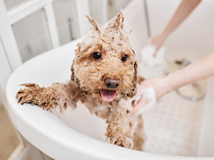 Dog getting a bath at home.