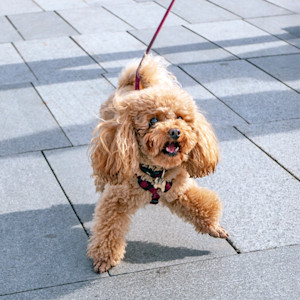 Cute poodle dog wobbling outside on a walk.