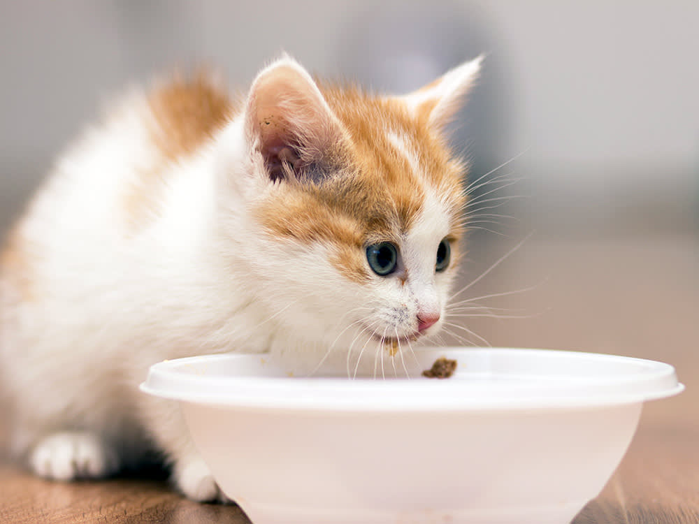 Kitten eating food from a bowl at home.