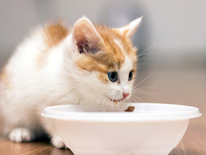Kitten eating food from a bowl at home.