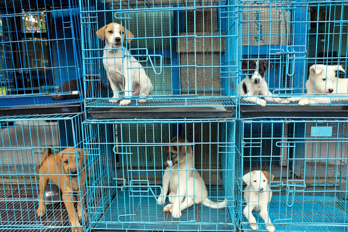 Dogs in cages