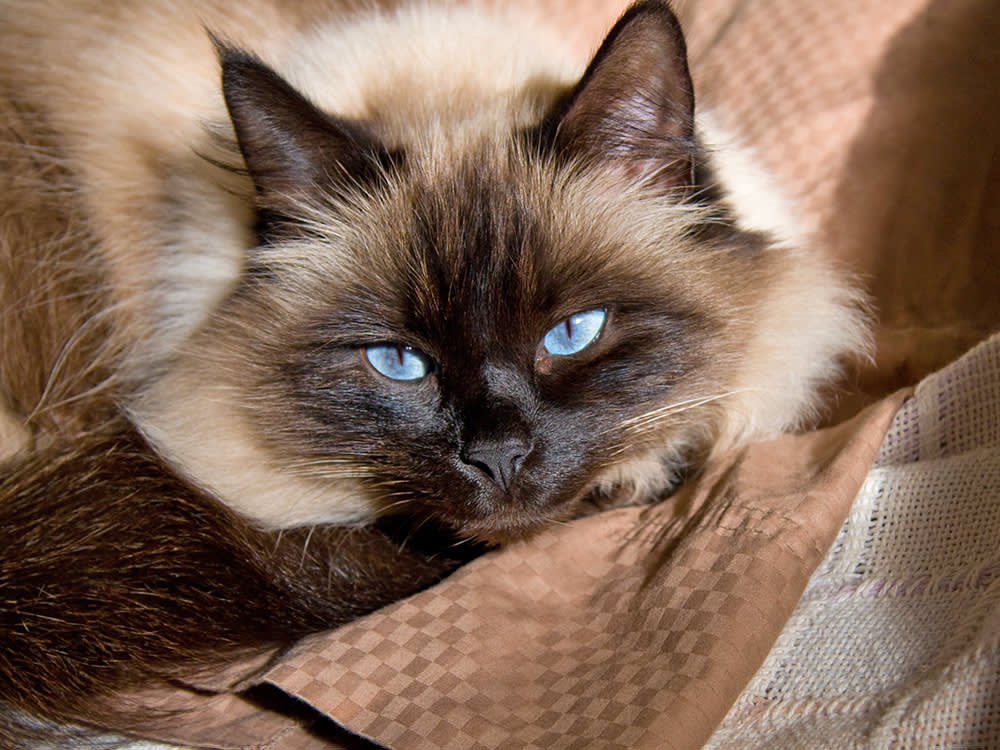A blue-eyed cat looks up directly at the camera.