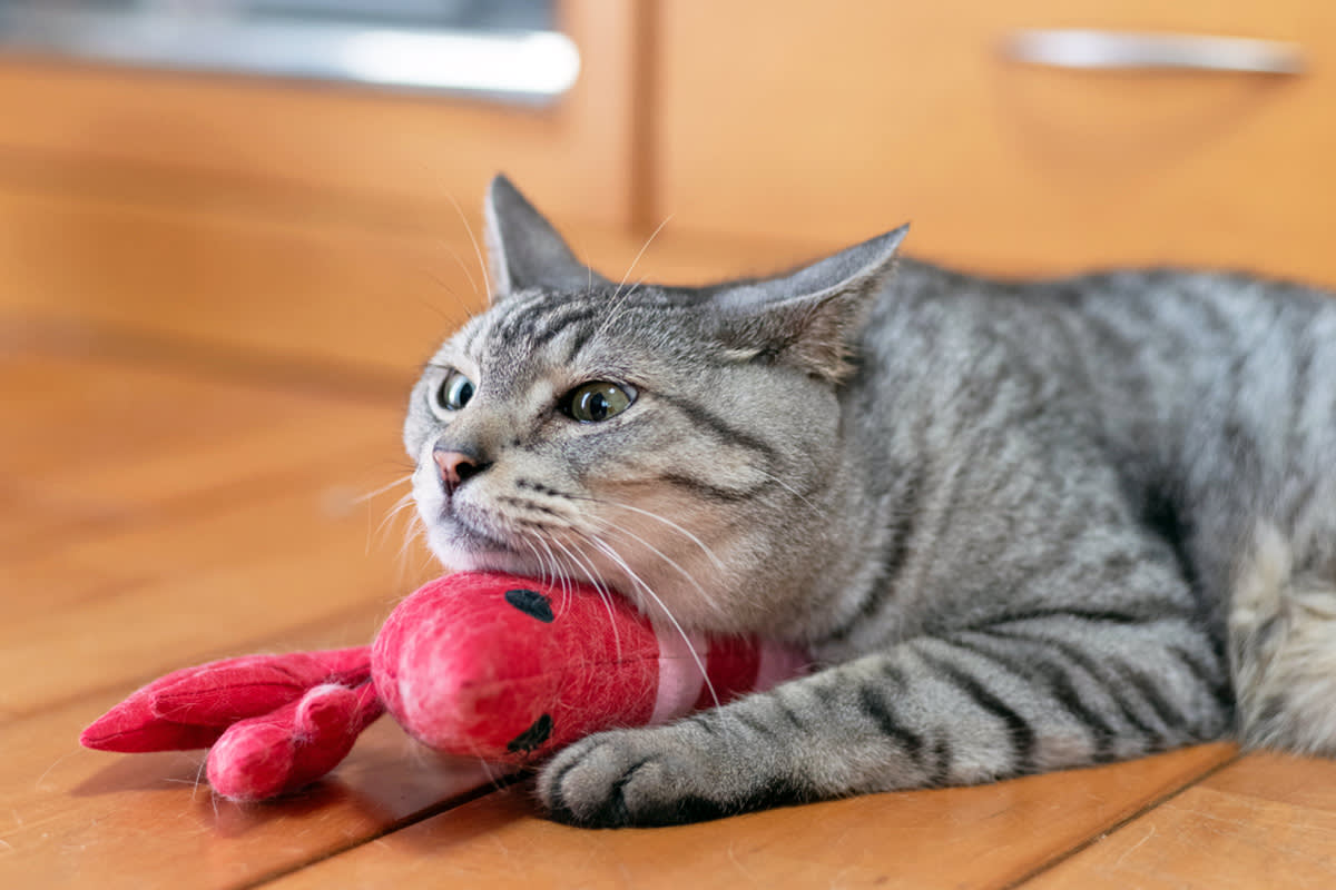 A grey cat holds and squeezes a red toy.