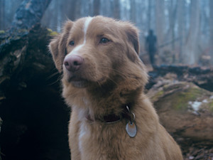 A loyal dog moves to a rural family home with his owner, only to discover supernatural forces lurking in the shadows.