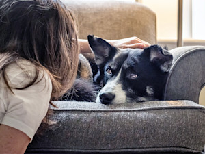 Dog petting dog while he stares at her from the couch.