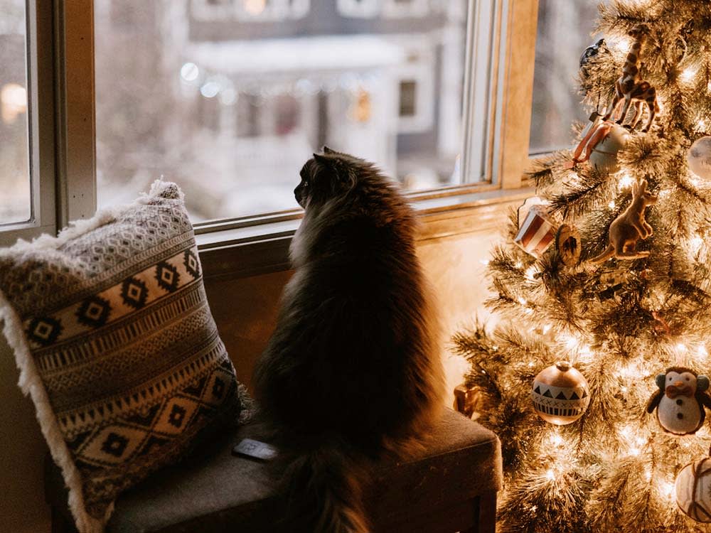 A cat looking out of a window at Christmas time