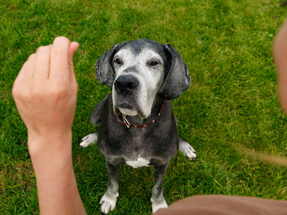 Old Great Dane dog sitting in grass and looking up at the hand of his owner during a training sessions