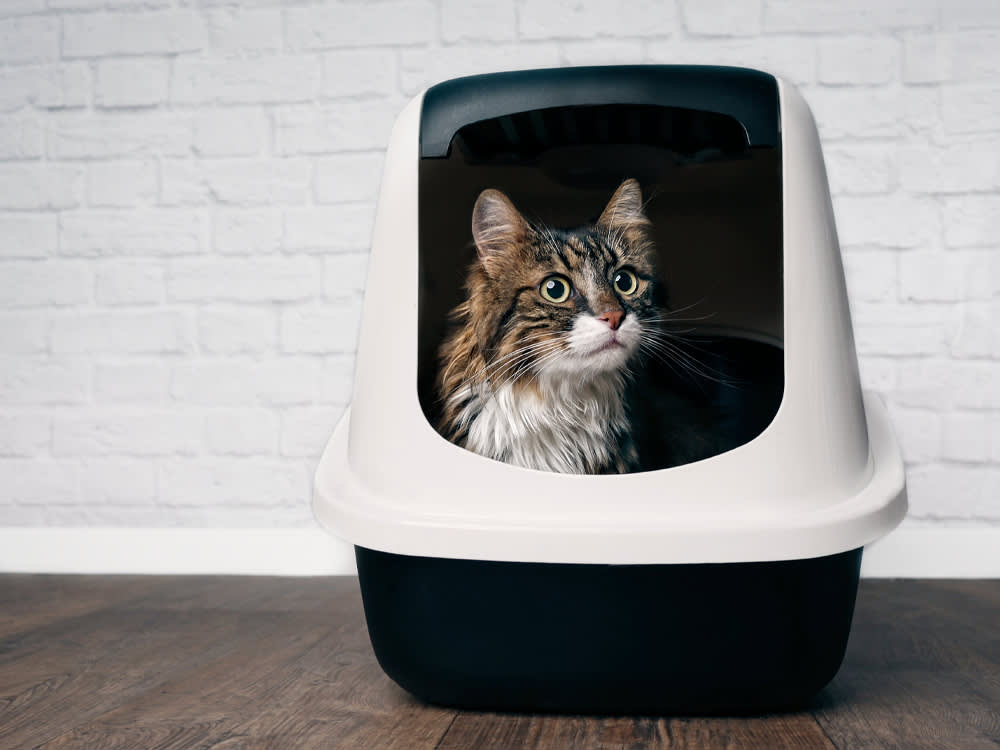 Best Litter Box for Cats: What to Know Before You Shop