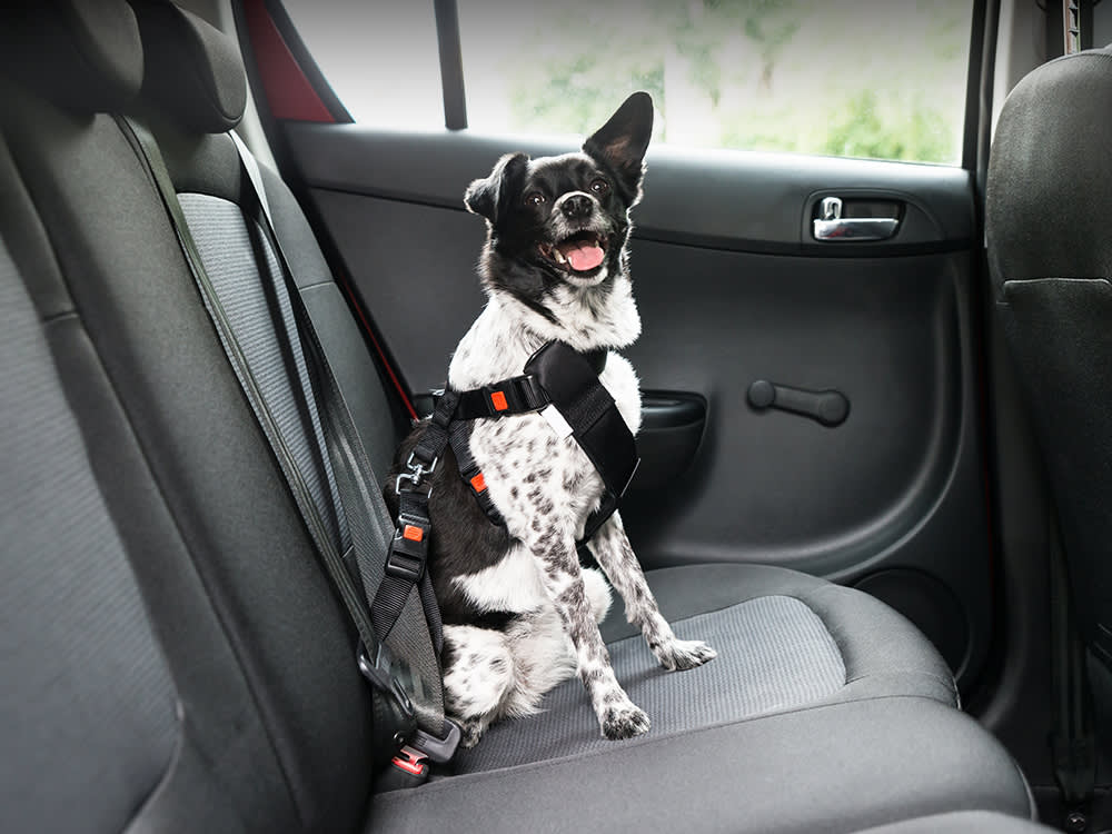 Where is the Best Place for a Dog to Sit in the Car? Safe Spots!