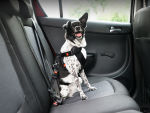 Dog sitting in a car wearing a harness.