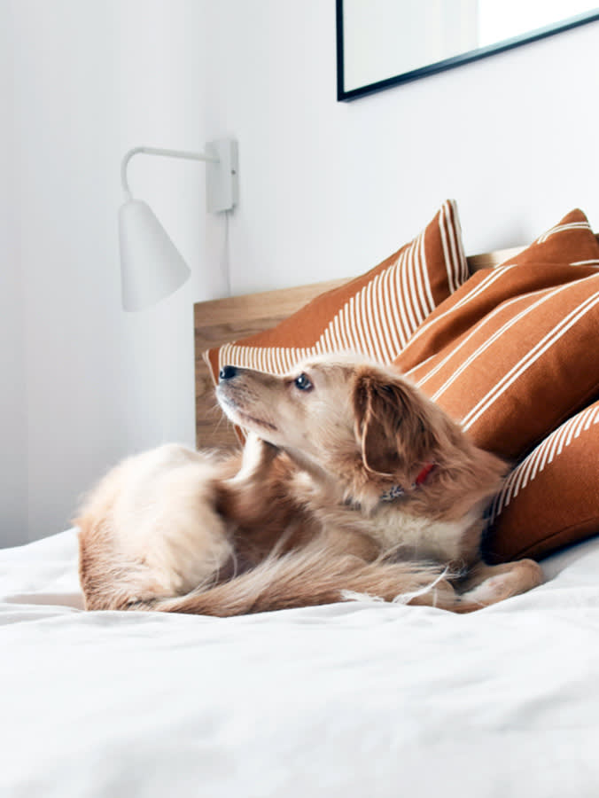 Dog itching itself at home.