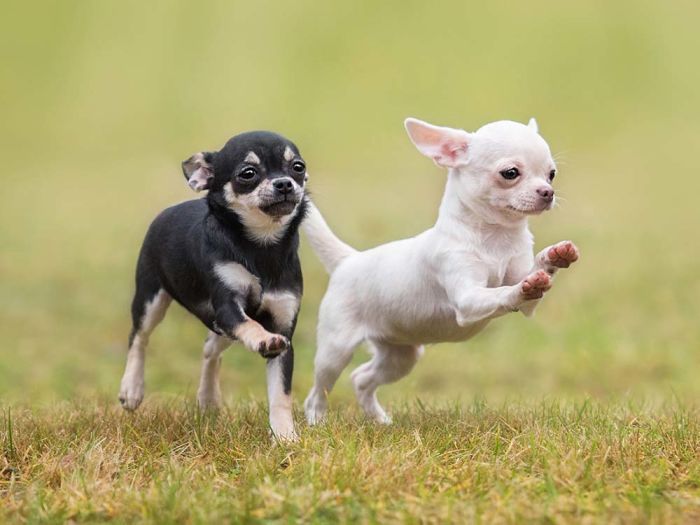 A black and a white chihuahua both playing in the grass