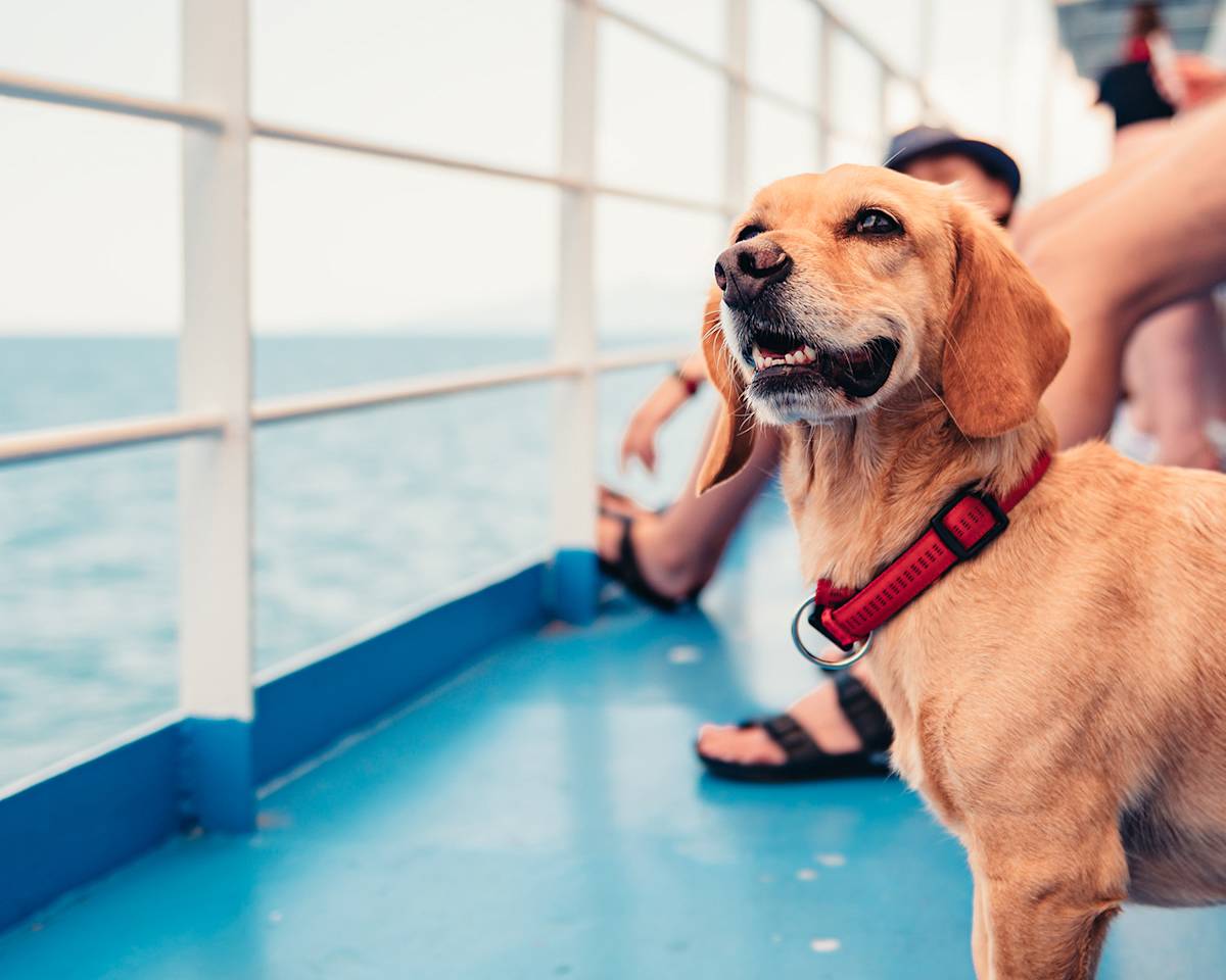 dog on a cruise