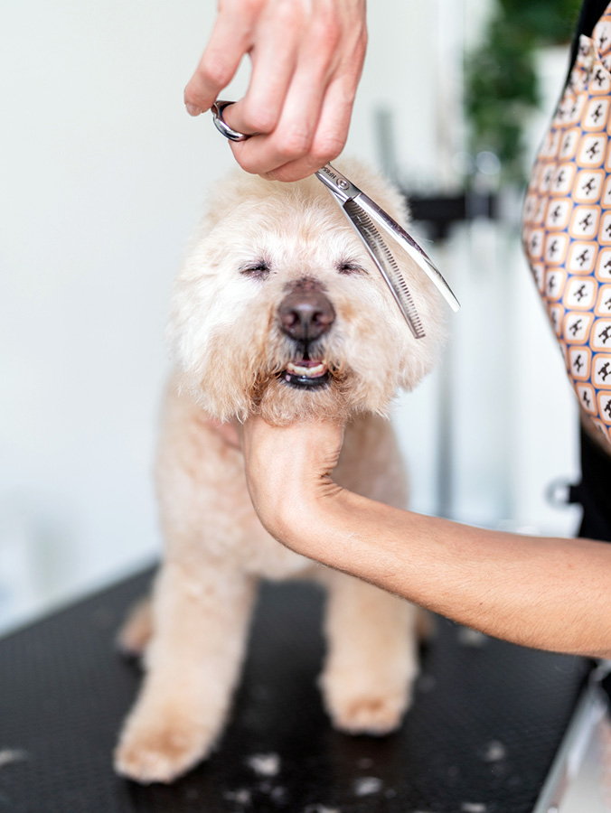 Woman grooming a small dog.