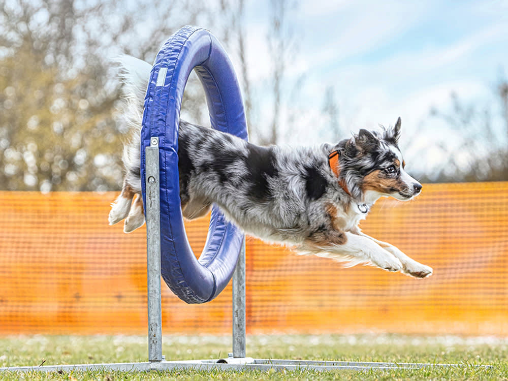 Dog doing agility outside.