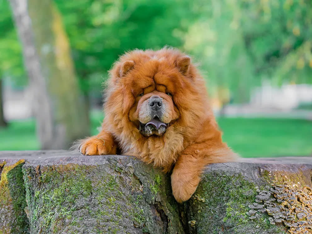 A large, orange-colored dog stands on top of a tree stump.