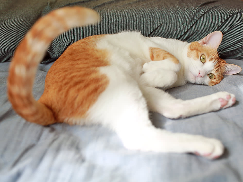 Orange and white cat wagging it's tail at home.