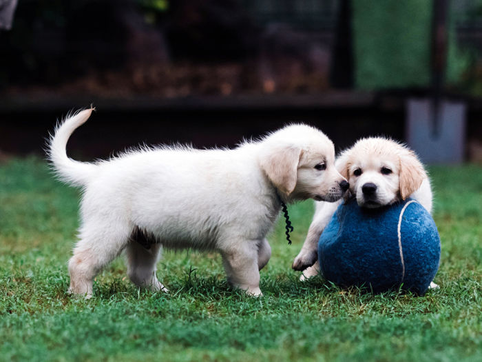 Two Golden Retriever puppies playing with a large blue tennis ball outside in the grass