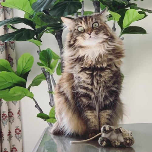 millie the cat with a toy