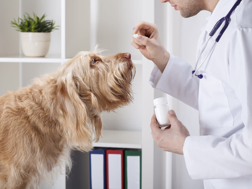 A vet holding medicine near a dogs face 