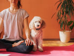 Poodle sitting next to the girl while having home yoga class