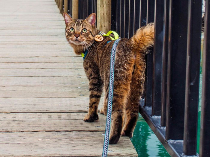 adventure cat walking on a bridge in harness and leash