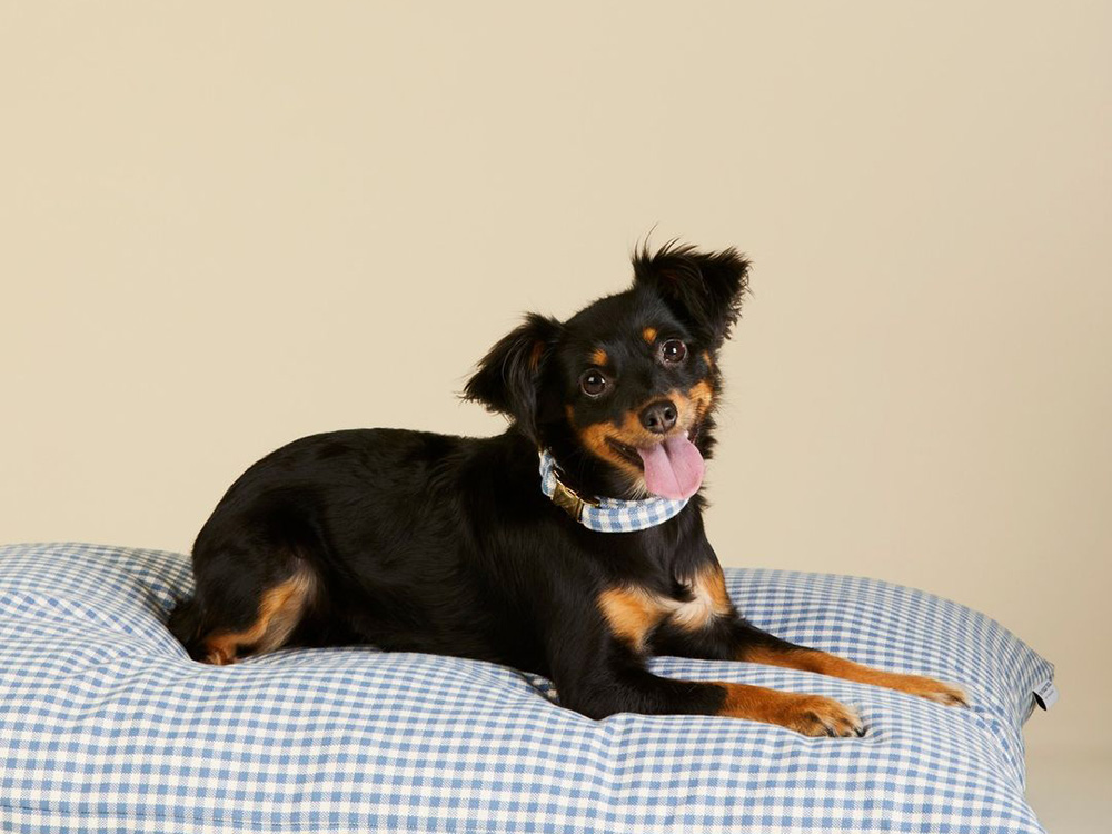 a dog on a Draper James x The Foggy Dog dog bed