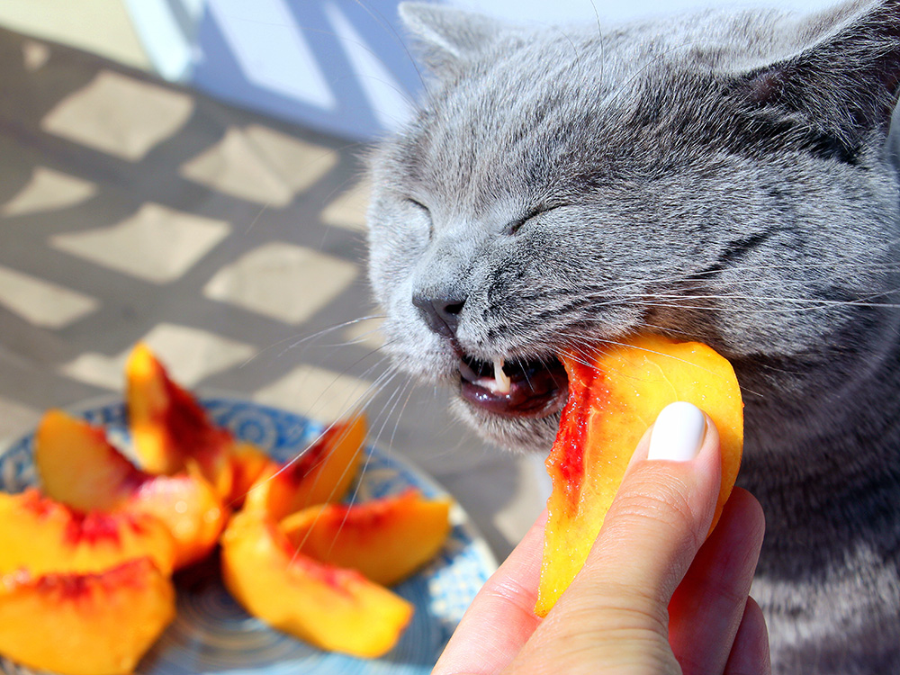 Woman feeding cat a peach at home.