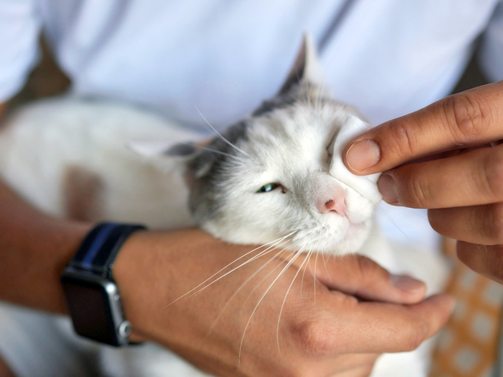 Man wiping cat's eyes with a cotton pad.