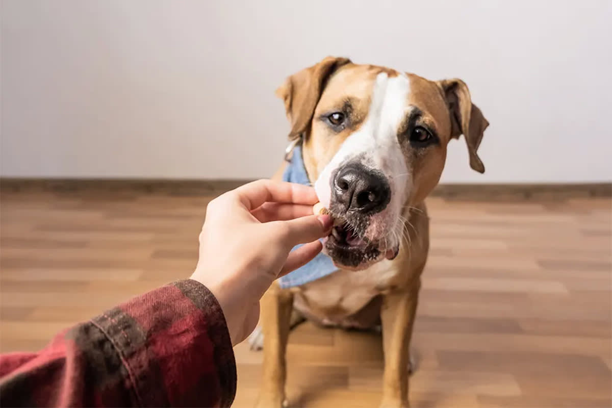 Dog being fed a treat