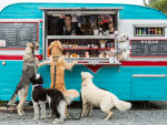 Four dogs at the window of a blue food truck for dogs and humans