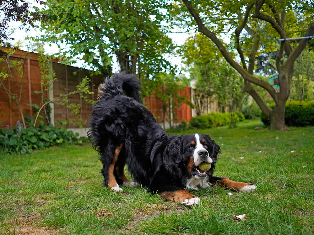 Bernese Mountain Dog with tennis ball in his mouth play bowing in the grassy backyard