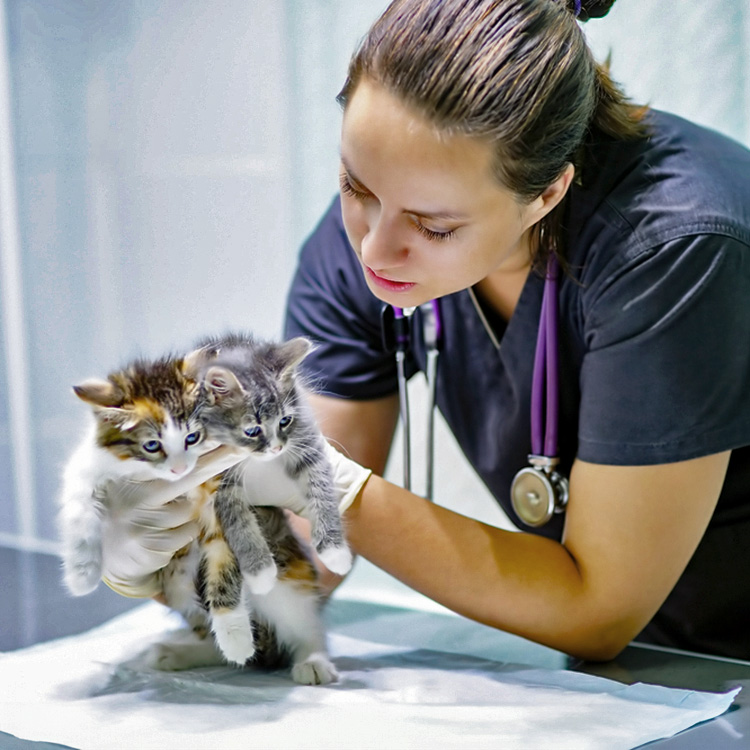 Woman holding two kittens at the vet.