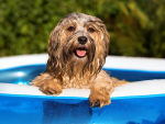 a dog in a dog pool 