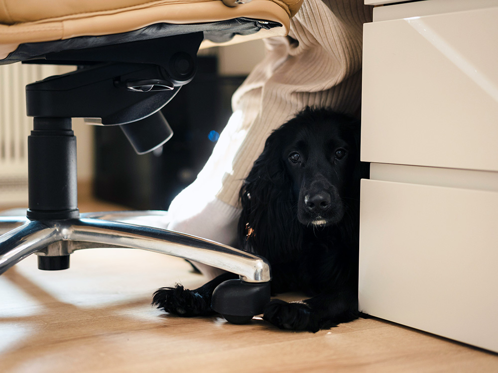 Why dogs sleep hotsell at foot of bed